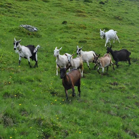 Pensjonat Tofererhof *